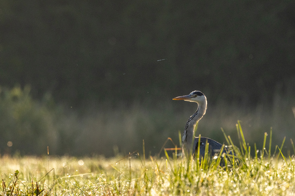 Héron cendré dans un champs recouvert de rosée